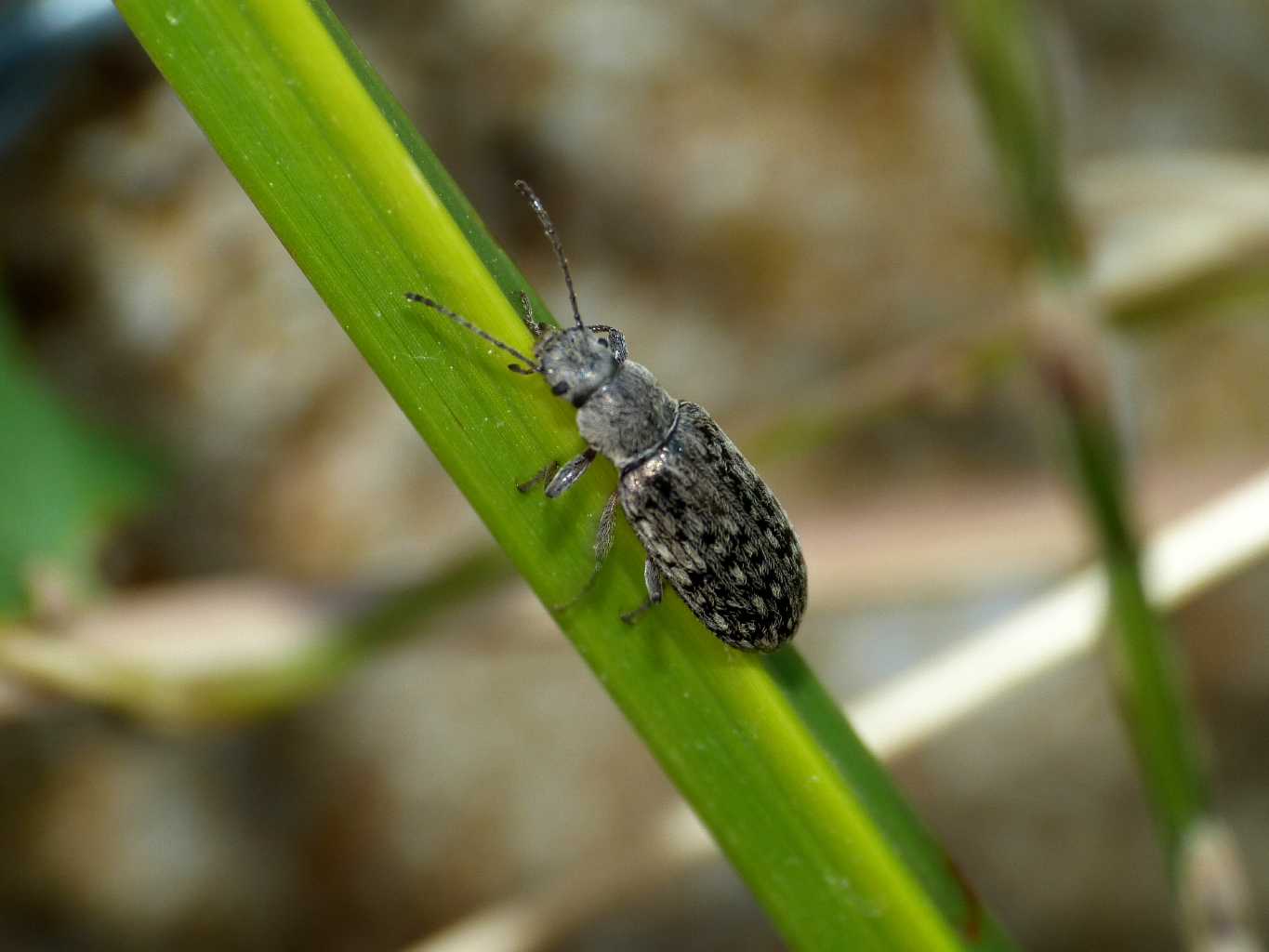 Nephodinus metallescens